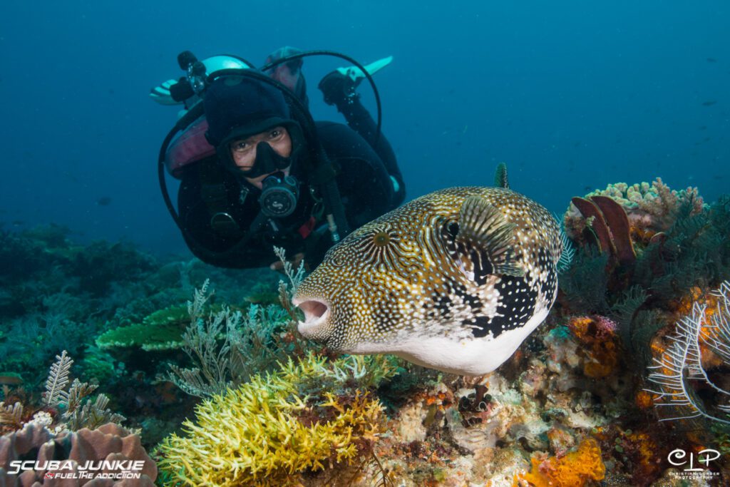 Komodo Puffer fish