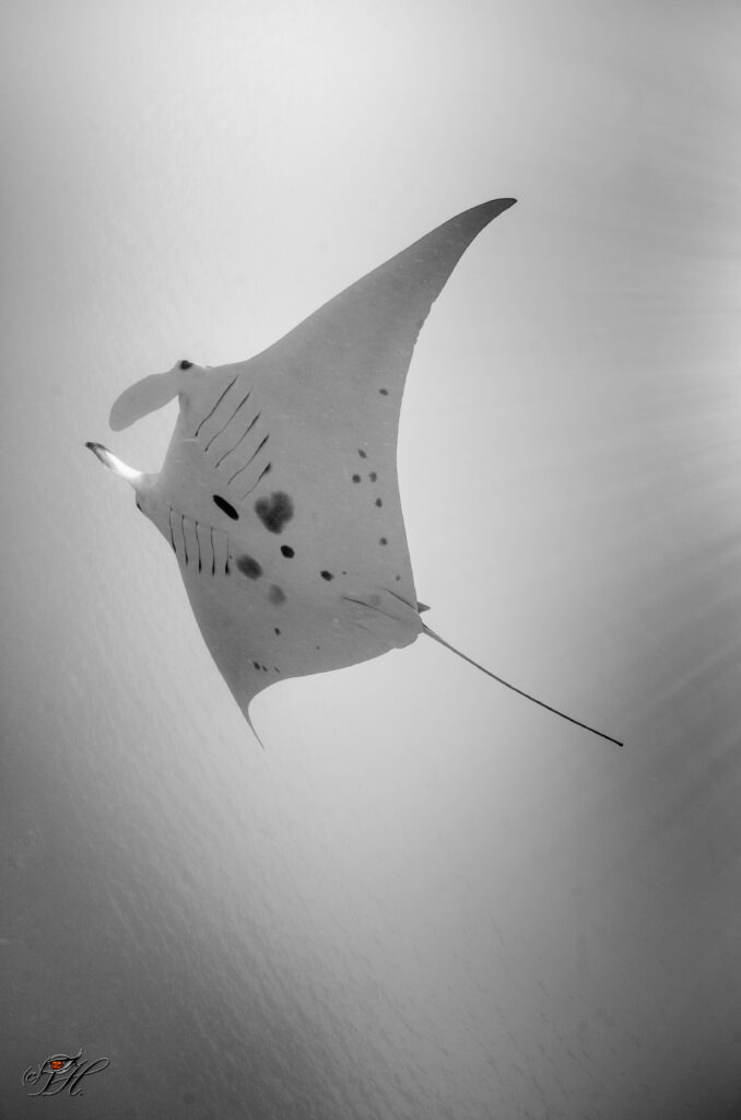 Mantas Black & White